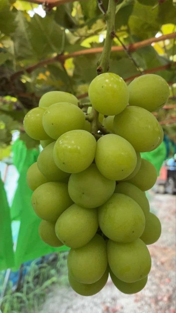 ユッケ様⭐︎シャイン3kgニーナ（粒）1kg合計4kg