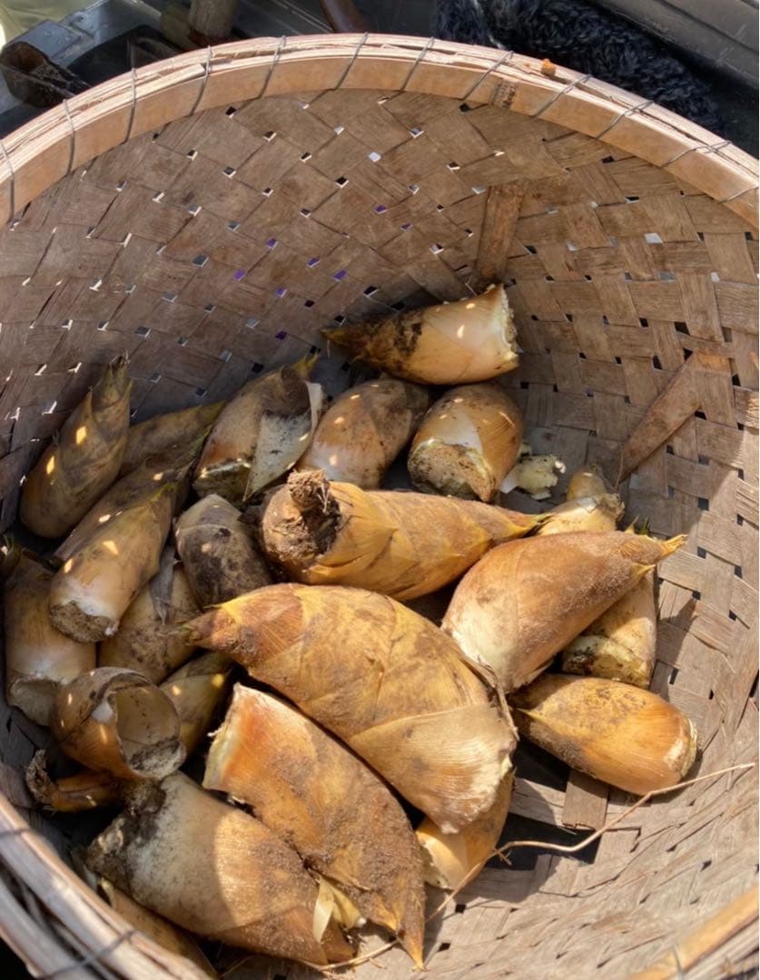 京都府山城産白子筍6キロ（クール便）