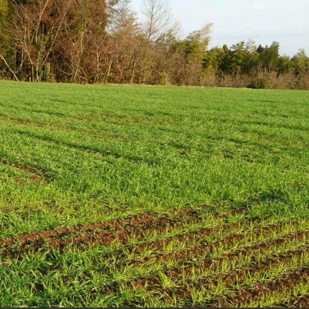 自然栽培玄麦　13kg 熊本県産