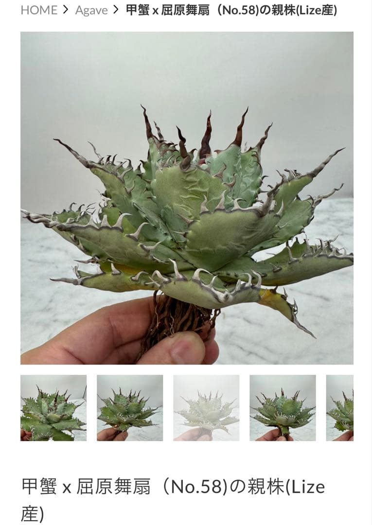 アガベ　ハイブリッド　甲蟹×屈原の舞扇　子株