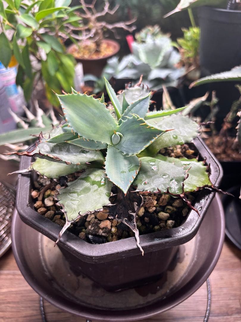 アガベ　ハイブリッド　甲蟹×屈原の舞扇　子株