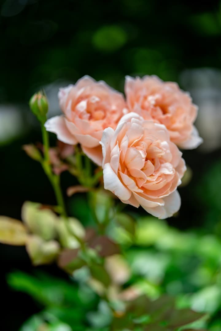 【美品】SONY α7 II ボディ