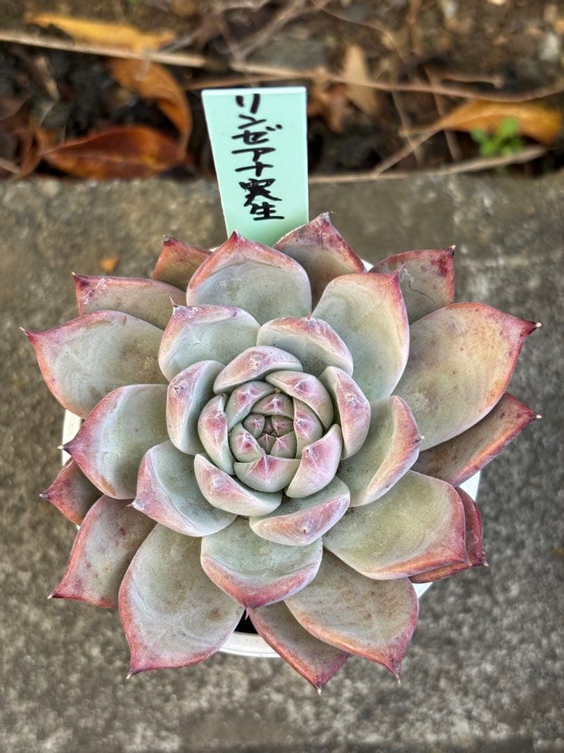 超希少 おらいさん苗 リンゼアナ実生 札付き 多肉植物