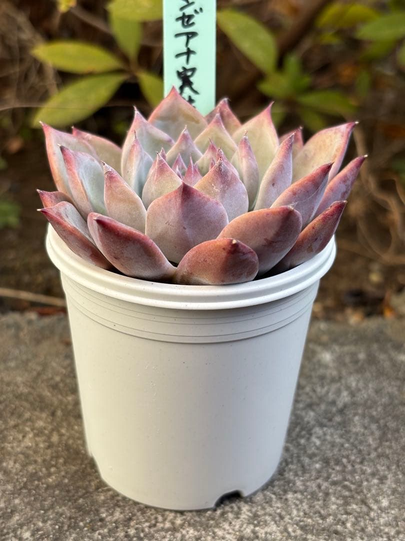 超希少 おらいさん苗 リンゼアナ実生 札付き 多肉植物