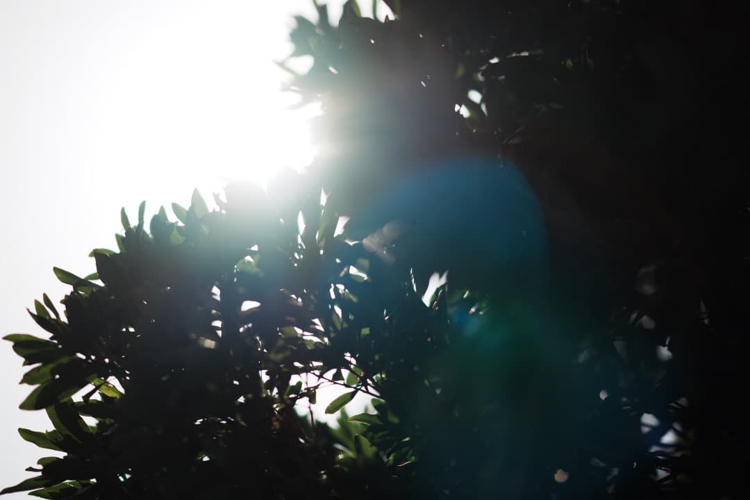 【希少】SONY 135mm F1.8 ZA 美しいボケ 絶品描写 ポートレート