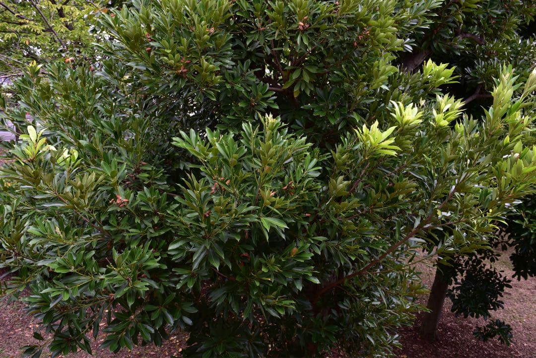 ■ ショット数18,502回 ■ Nikon D750 ボディ