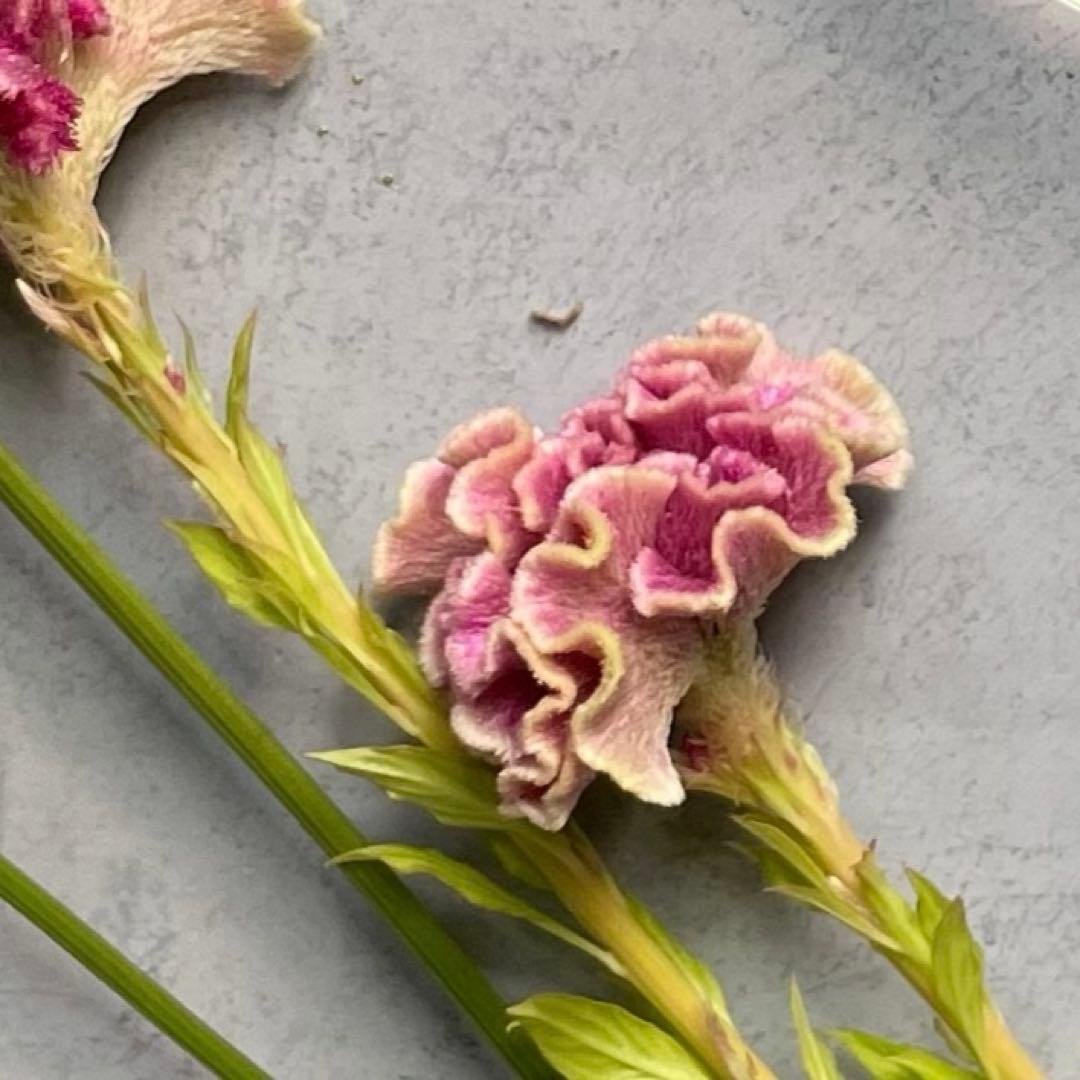 ヨニワンド　ガラスワンド コリほぐし ツボ押し（通常品）　5本セット