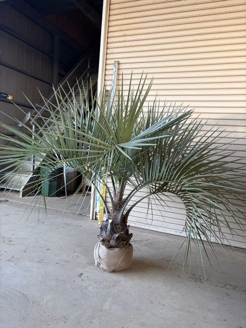ココスヤシ　特大 幅200cm 高さ130cm