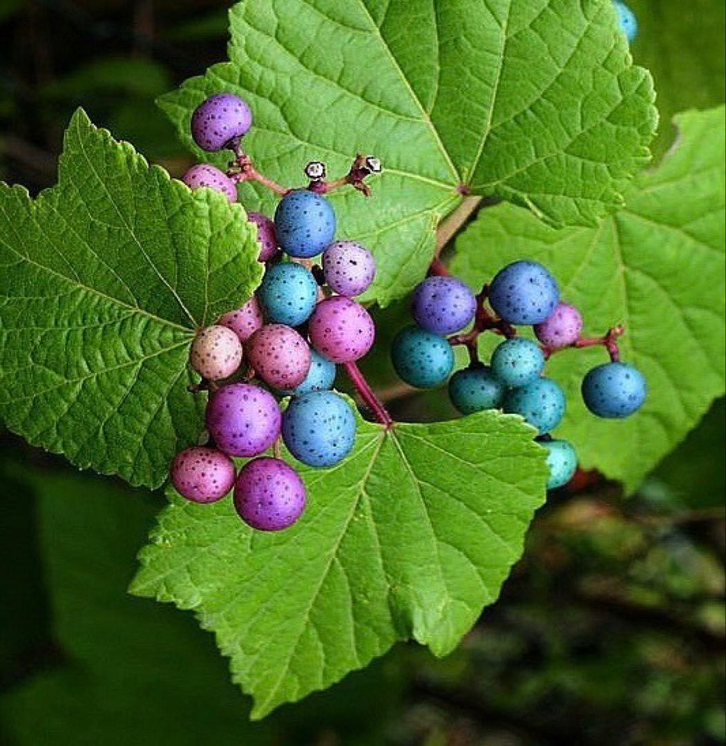 岩手県産 3kg250g×12袋 うまぶどう　冷凍クール便　薬膳　うまぶどう酒