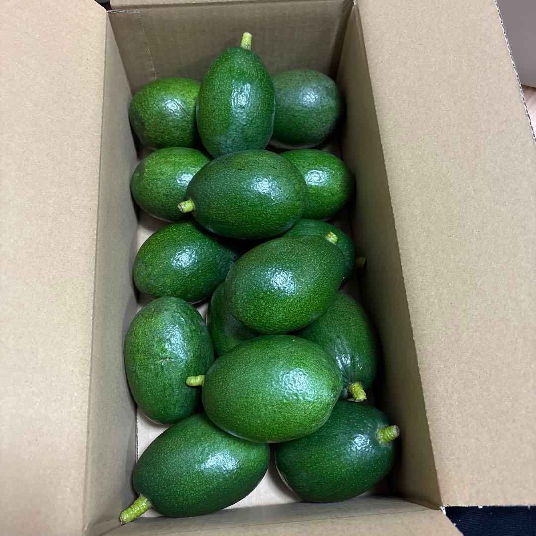 国産アボカド【ベーコン】(管理番号：6041）