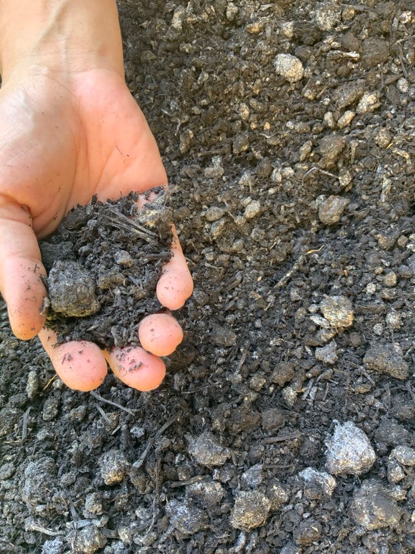 2025 正藍染　鯉のぼり　大単体　名入れあり