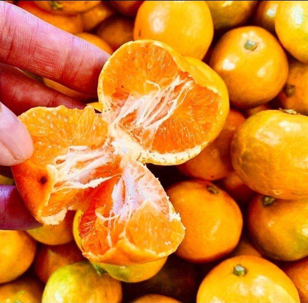 和歌山県有田産　平均糖度15度越え❗宮川早生　５kg×2箱　みかんキング