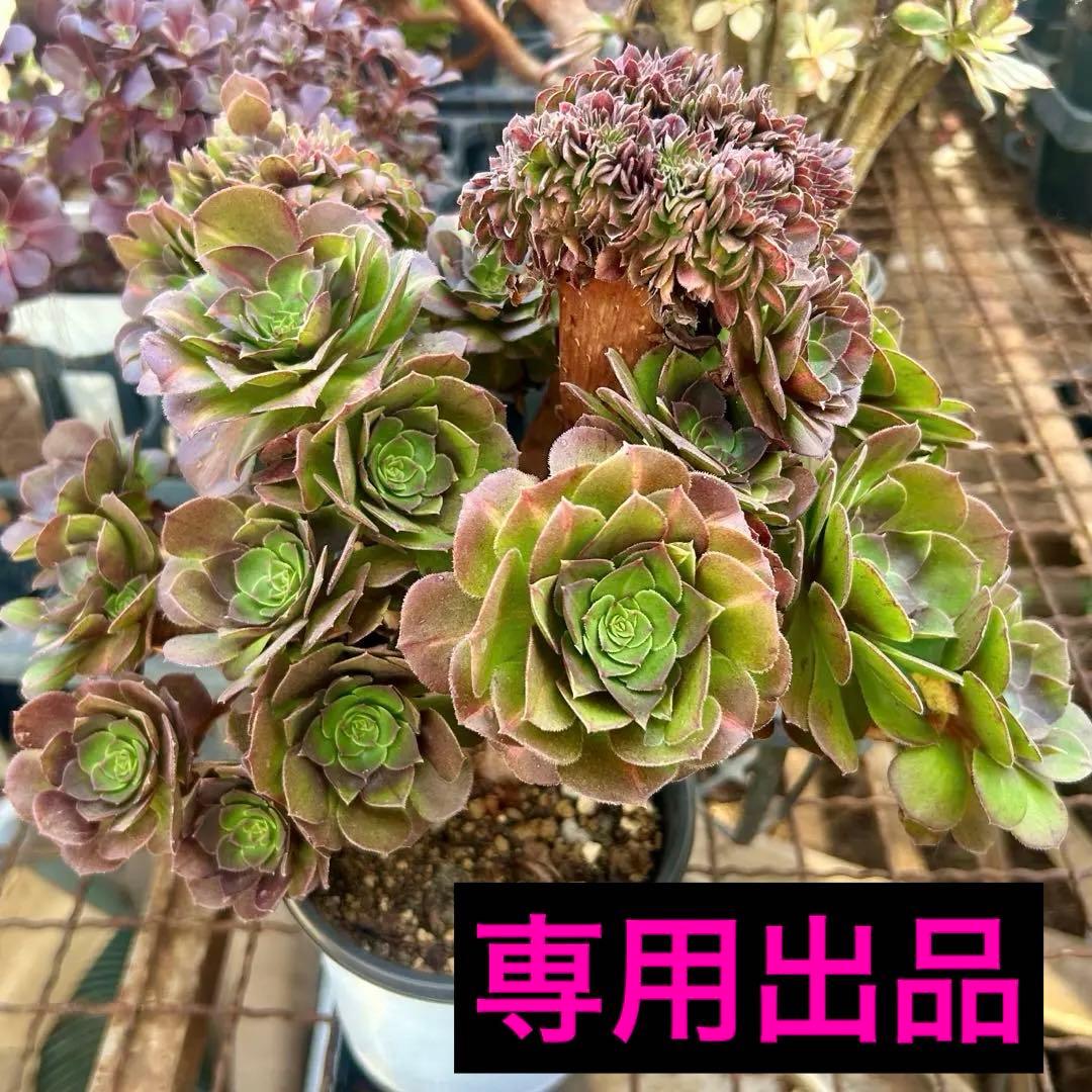 確認専用‼️アエオニウム　コレクション