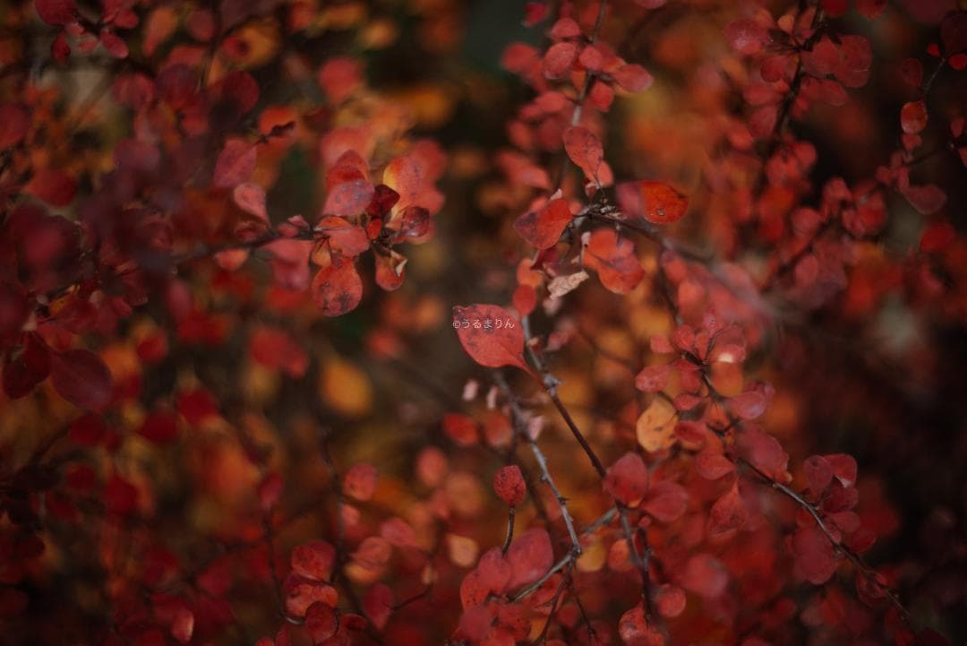 虹の出る癖玉！Leica Summar 50mm f2 オールドレンズ