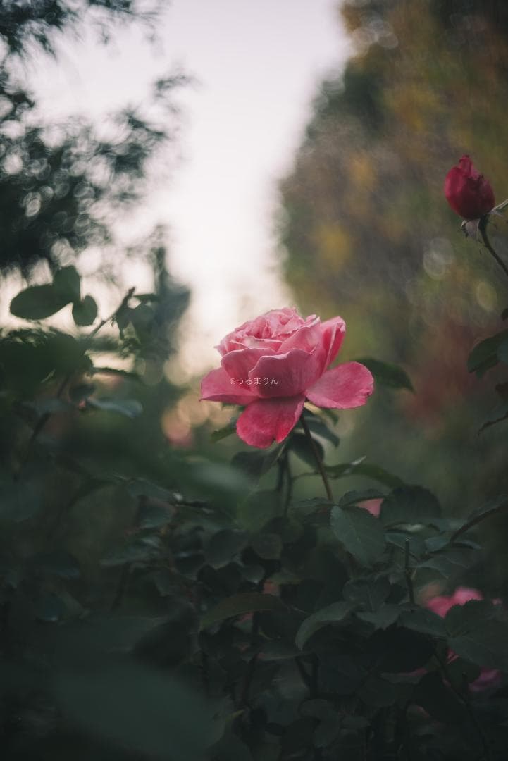 虹の出る癖玉！Leica Summar 50mm f2 オールドレンズ