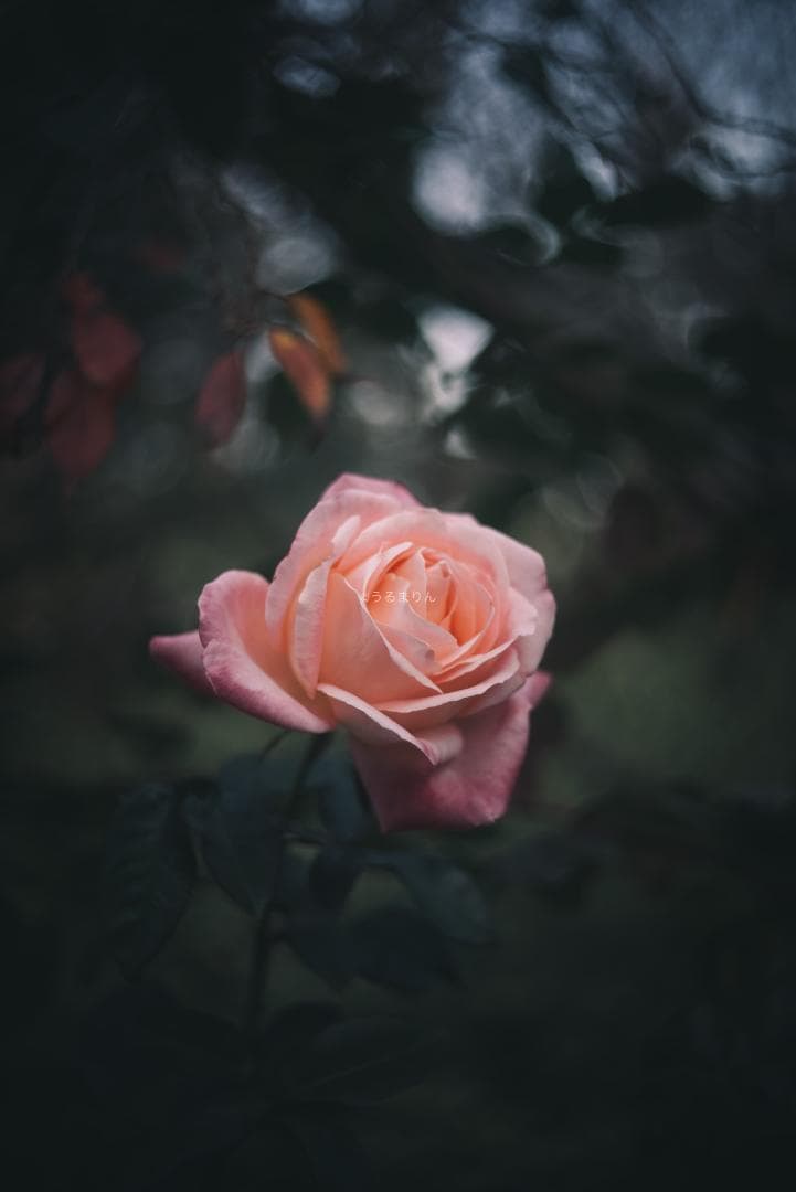 虹の出る癖玉！Leica Summar 50mm f2 オールドレンズ