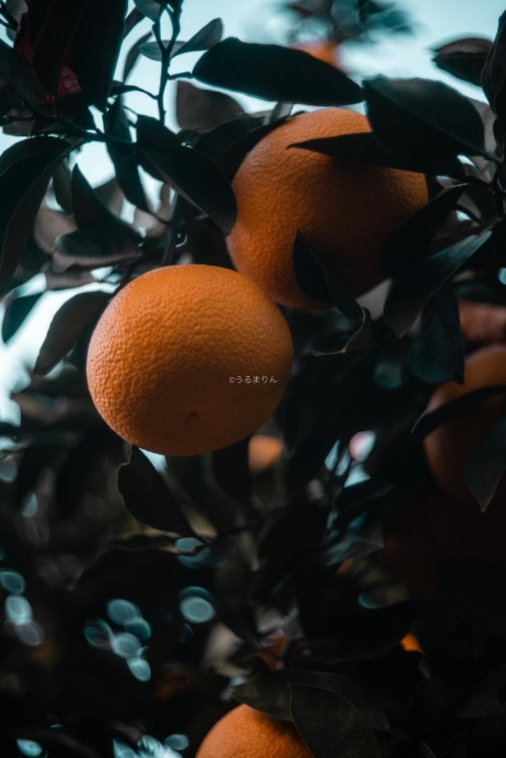 虹の出る癖玉！Leica Summar 50mm f2 オールドレンズ