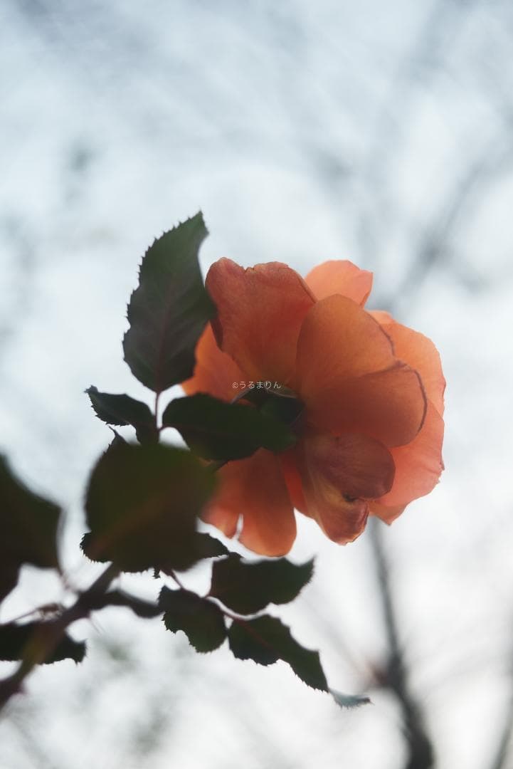 虹の出る癖玉！Leica Summar 50mm f2 オールドレンズ