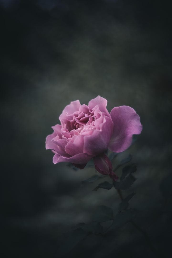 虹の出る癖玉！Leica Summar 50mm f2 オールドレンズ