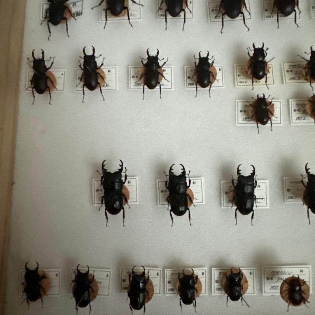 コクワガタ　スジクワガタ　ネブトクワガタ標本