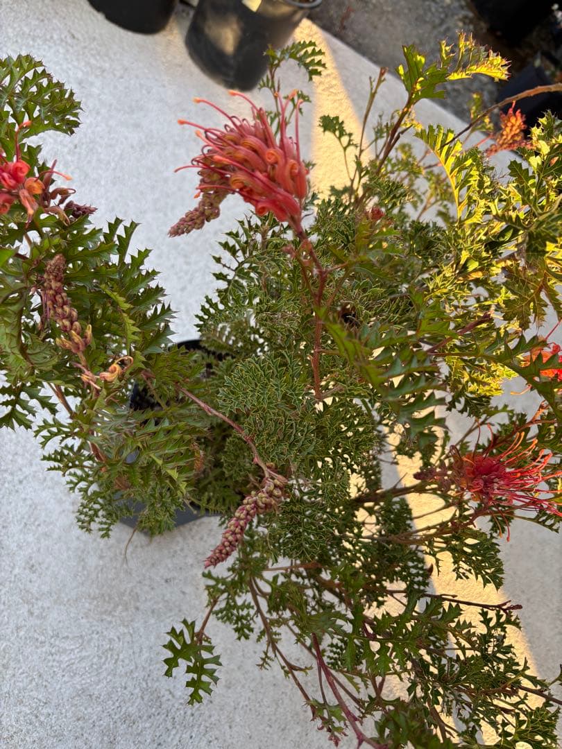 グレープグレビレア　希少　大株