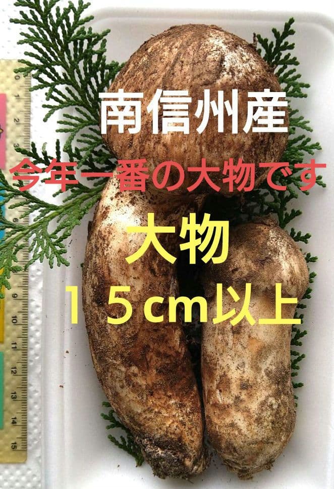 南信州産松茸約170g大物