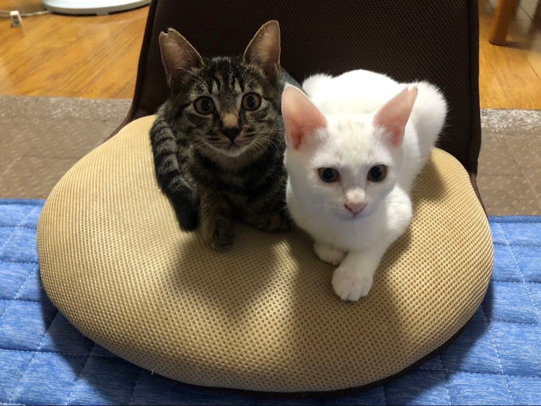 ひのひかり　令和7年10月　玄米30ｋg