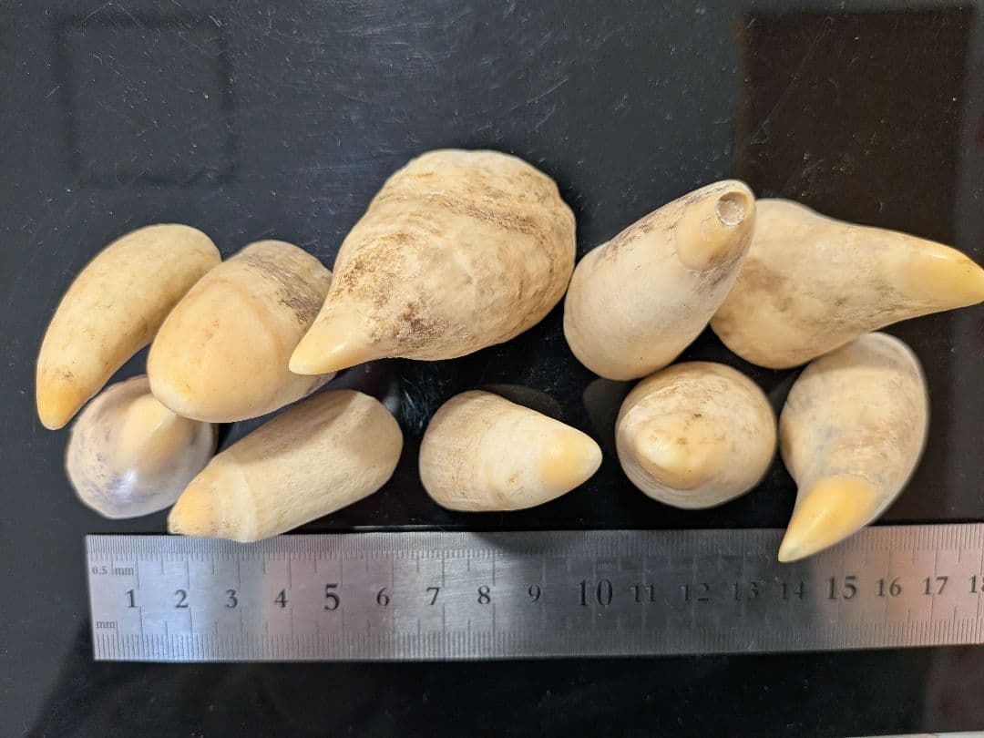 マッコウ鯨歯　本物　歯先大10個231グラム