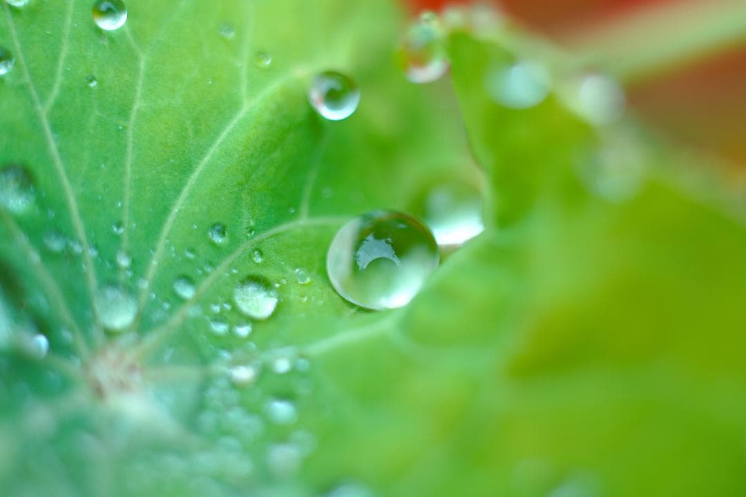 フィルムカメラ Carl Zeiss Makro-Planar 60mm F2.8 T*