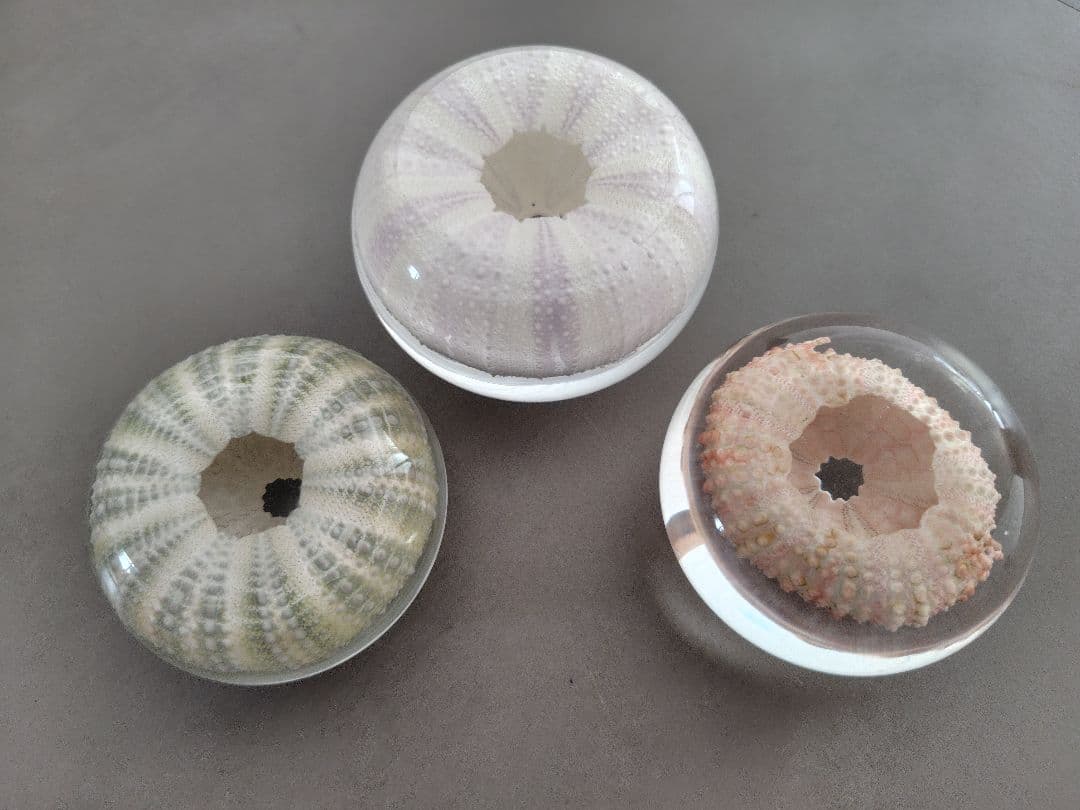 【3個セットバラ売り不可】ウサギノネドコ ウニマル　Unimaru　3個セット