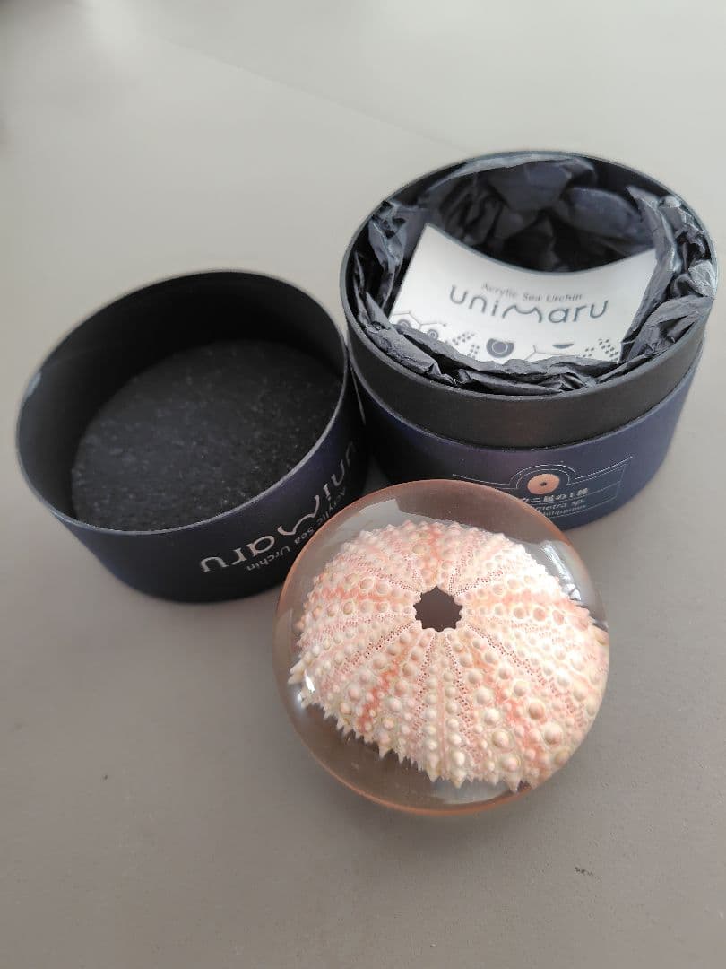 【3個セットバラ売り不可】ウサギノネドコ ウニマル　Unimaru　3個セット