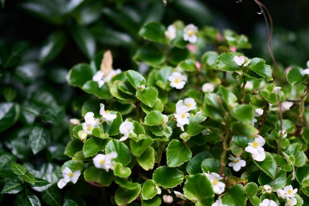 光学⚪︎ PENTAX TAKUMAR 105mm F2.4