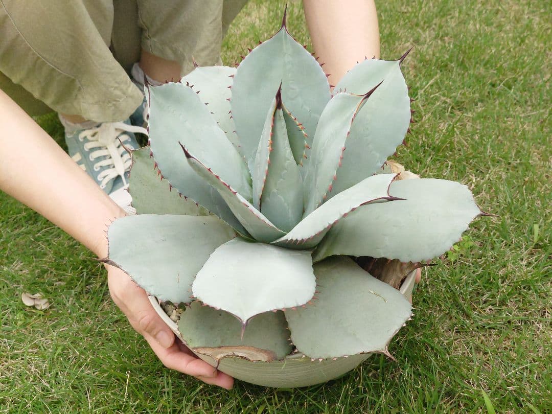 M*y様 パリー　トランカータ　実生　大株