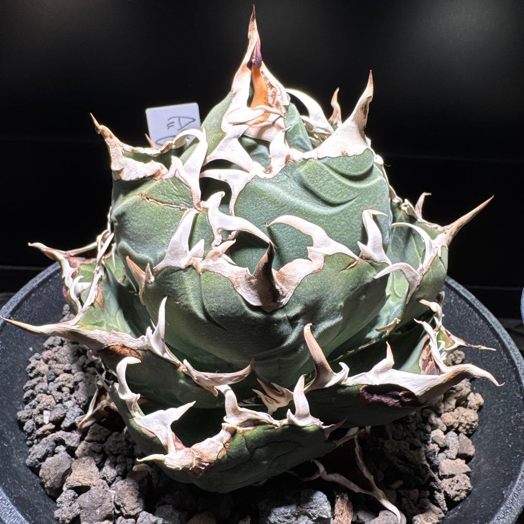 【tomboi_123】アガベ　チタノタ　白鯨　ボール　オテロイ　ブルー