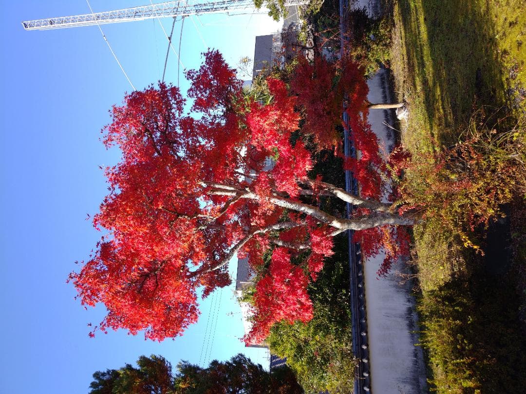 煮*干様 zenfone9 難あり品