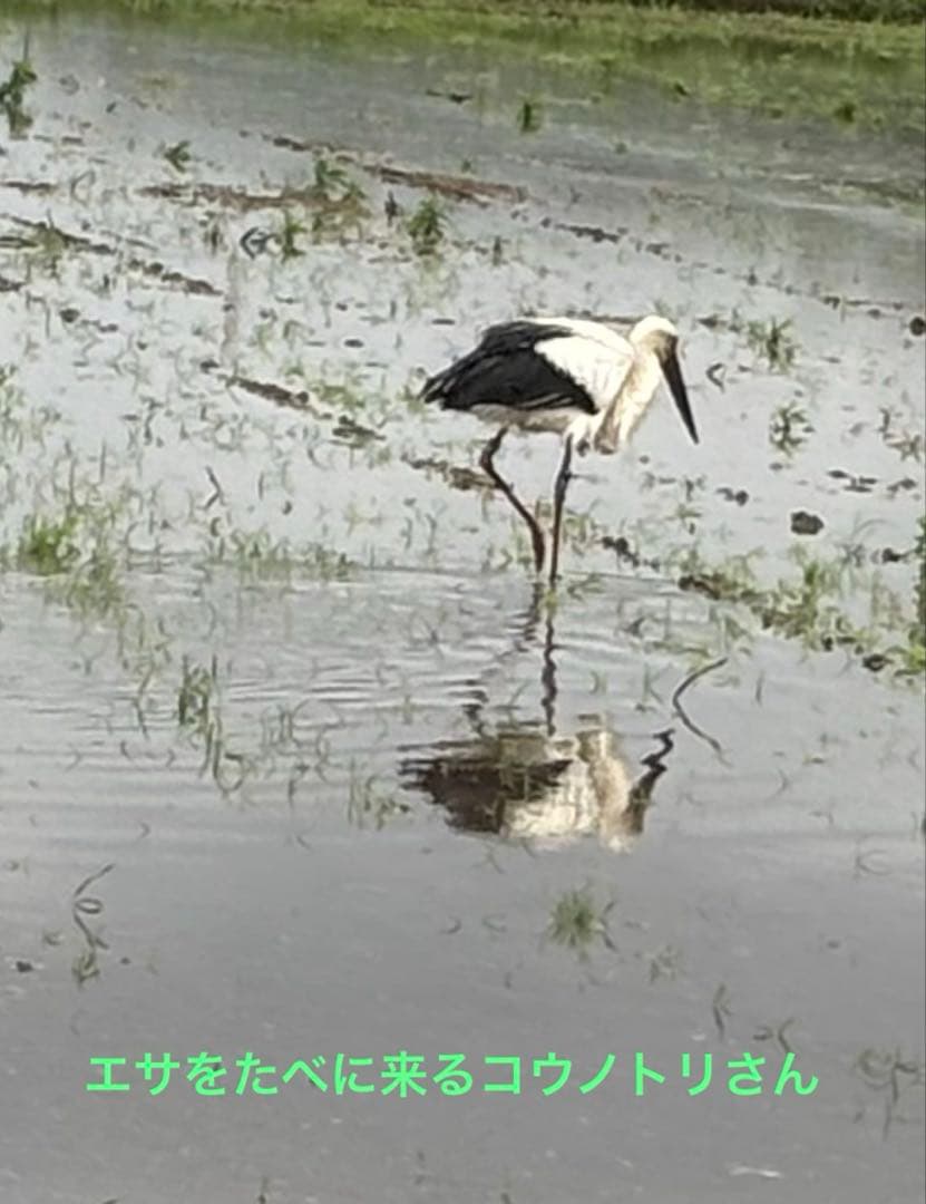 令和7年産京都丹後米　コシヒカリ　玄米30キロ