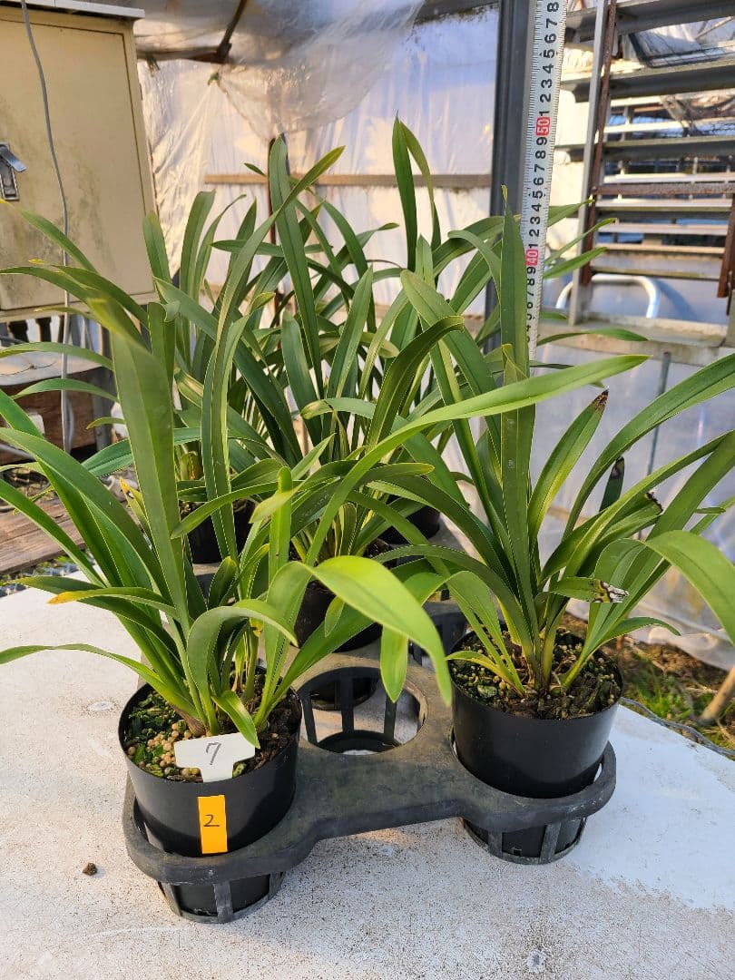 ミスマフェット。花芽2個。5鉢セット。蜜蜂誘引蘭。日本蜜蜂