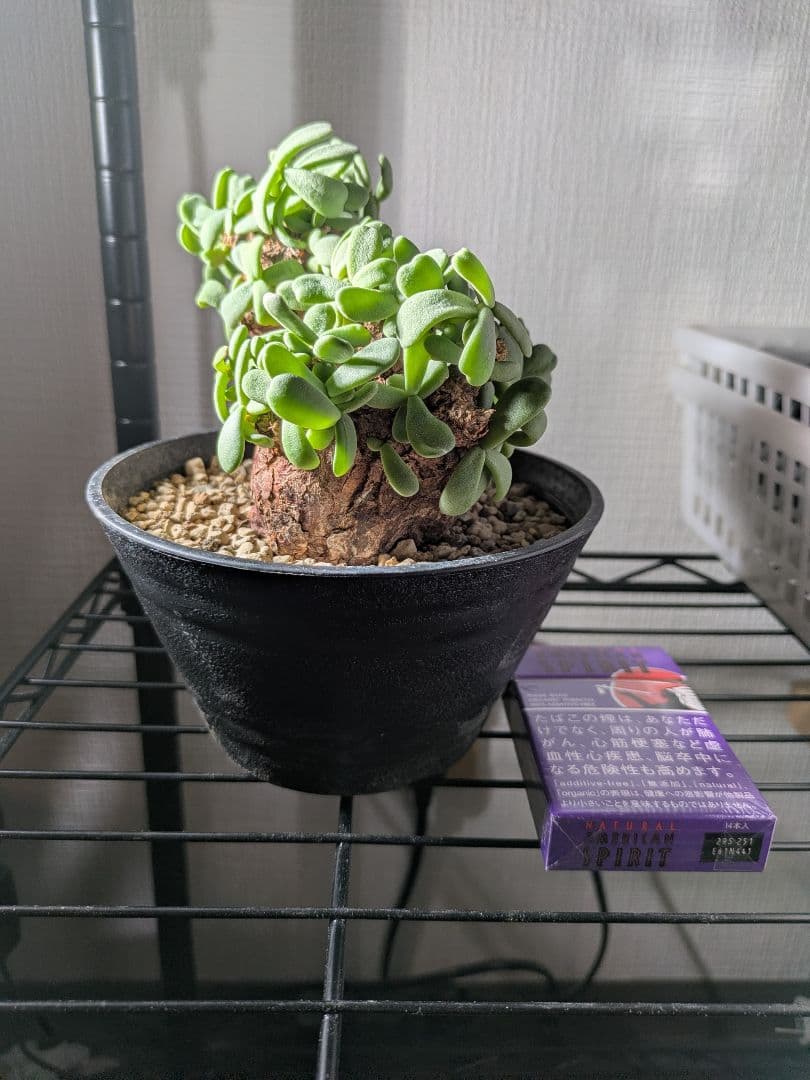 【年末セール】ケラリア ピグマエア 発根済み 鉢ごと発送　大 冬型