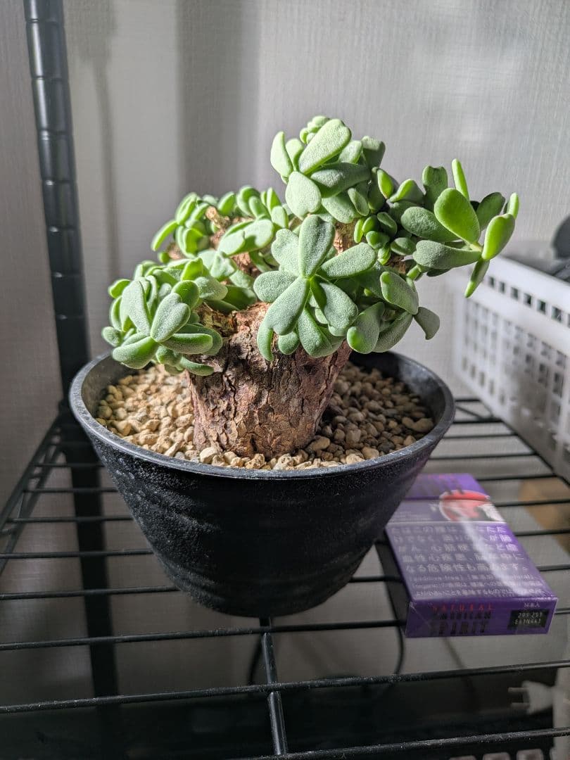 【年末セール】ケラリア ピグマエア 発根済み 鉢ごと発送　大 冬型