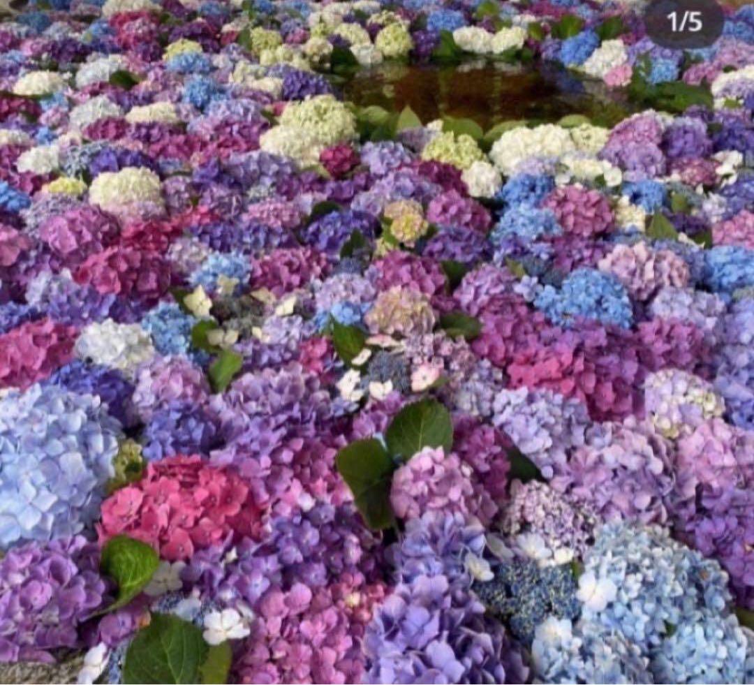 COACH長財布レインボーマルチカラーシグネチャーホワイト.ストラップ付.新品