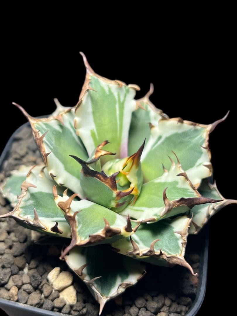 H*e様 アガベ チタノタ 姫厳竜 斑入り 白覆輪斑 子株付き