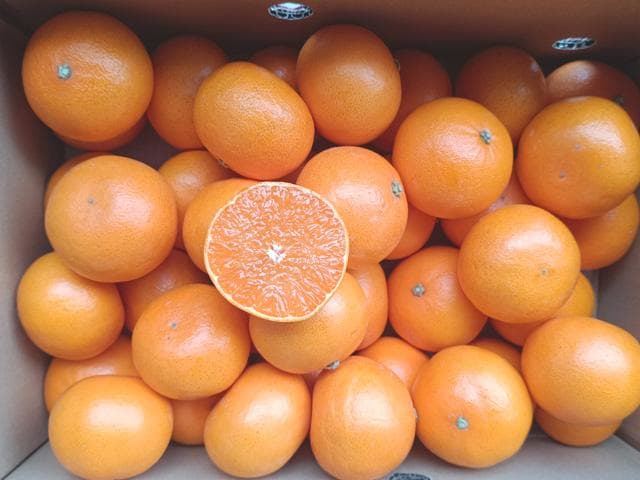 【送料無料】【小玉】佐賀産　ブランド柑橘『せとか』Ｓ　20ｋｇ