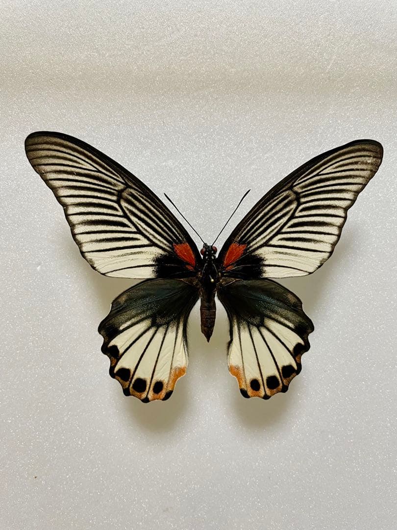 【白化型】ナガサキアゲハ（メス、タイ産飼育品）