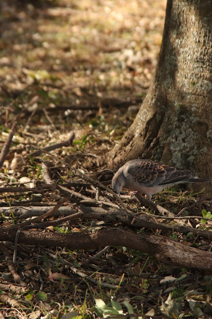 Canon eos kiss9/レンズ28-200/50mmf1.8/その他