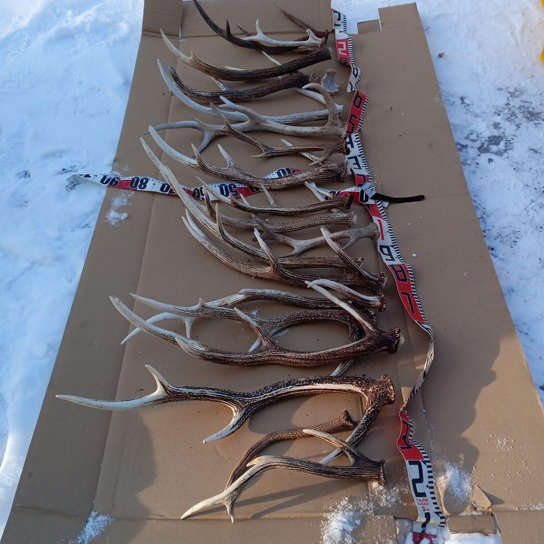 ク*ト様 蝦夷鹿の角 　犬のおもちゃ、工芸品などに 自然素材　７番