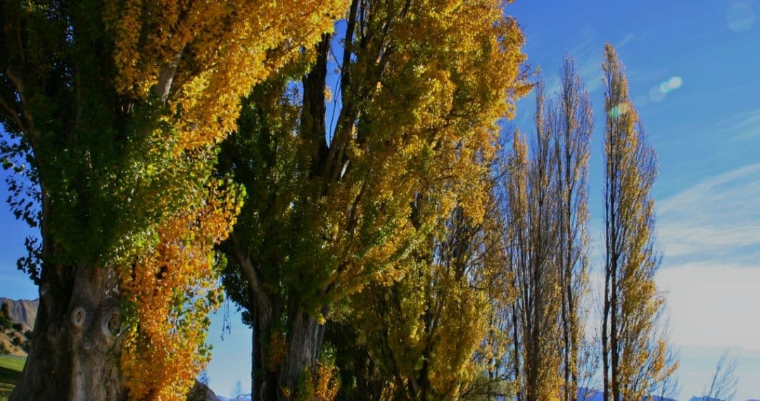 ♡様　　CANON　EOS　KissX　初心者デビュー　一眼レフ　キャノン