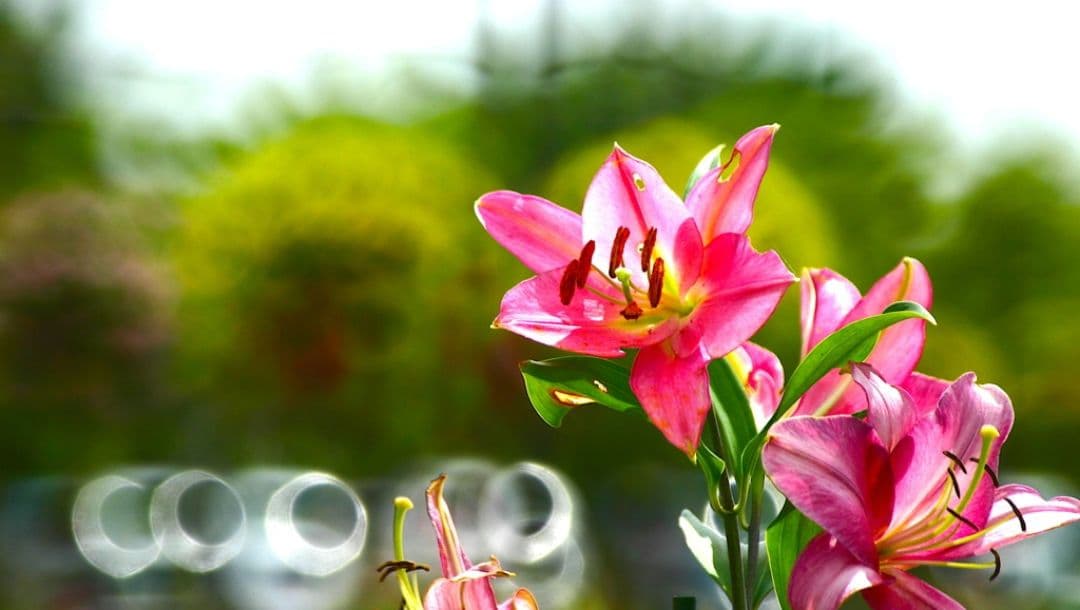 ♡様　　CANON　EOS　KissX　初心者デビュー　一眼レフ　キャノン