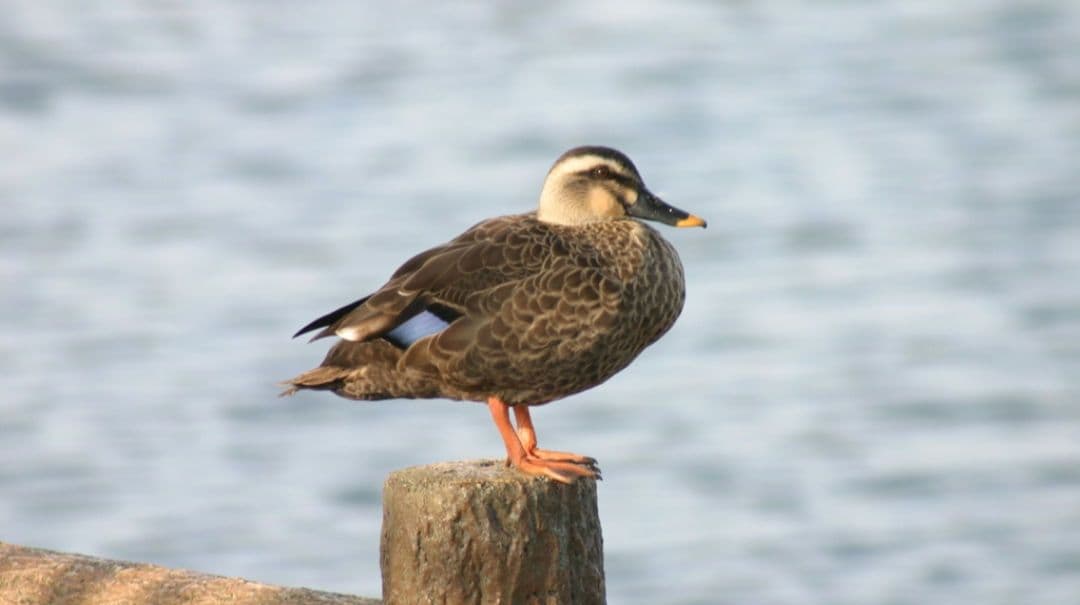 ♡様　　CANON　EOS　KissX　初心者デビュー　一眼レフ　キャノン