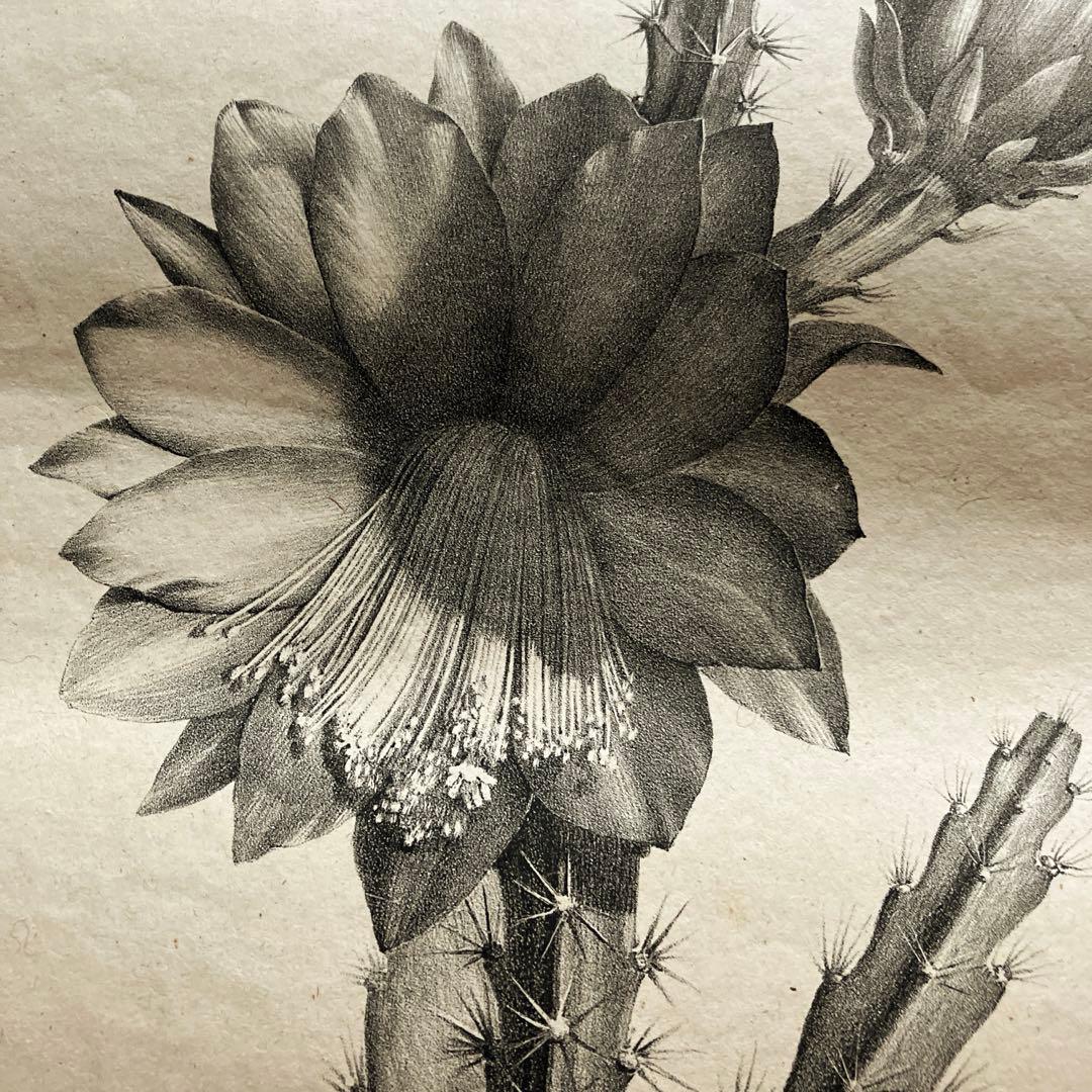1825年フランスアンティークリトグラフ　フランスアンティーク版画　植物画　大判