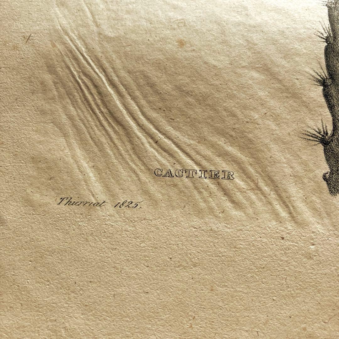 1825年フランスアンティークリトグラフ　フランスアンティーク版画　植物画　大判